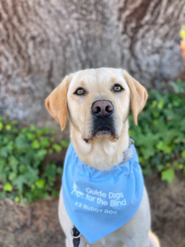 Yellow Labrador Horton sits on the sidewalk with green plants and a tree behind him. He is wearing a blue scarf with the Guide Dogs for the Blind logo and says K9 Buddy Dog.