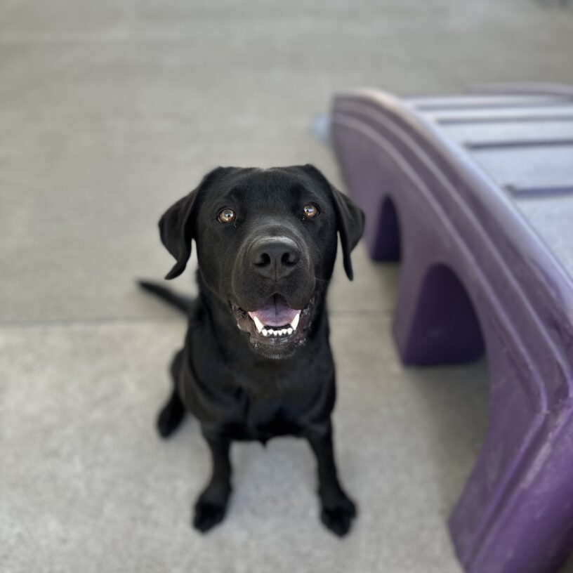 Delilah sitting next to a purple play structure.