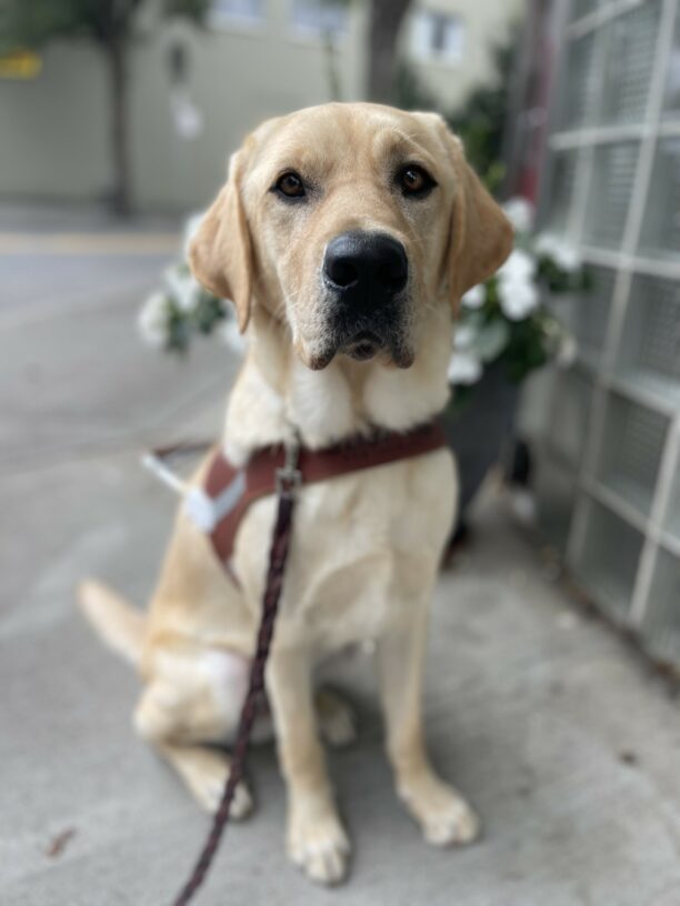 Kahuna, a male yellow Labrador retriever, sits in his guide dog harness in front of a pot full of white flowers on the sidewalk.