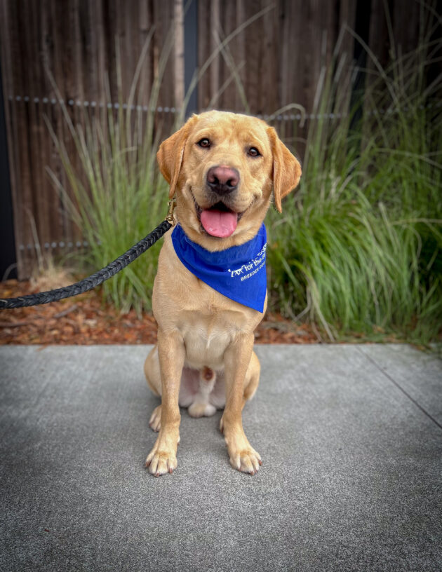 Yellow Labrador Longan sits on a sidewalk with green bushes and a wooden fence behind him wearing his blue GDB breeder scarf.
