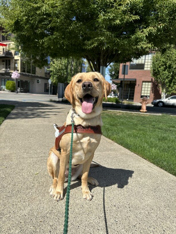 An adorable female yellow lab, Manzanita, is sitting proudly on a cement sidewalk. She is wearing her brown guide dog harness and is smiling. There are trees and buildings in the background.