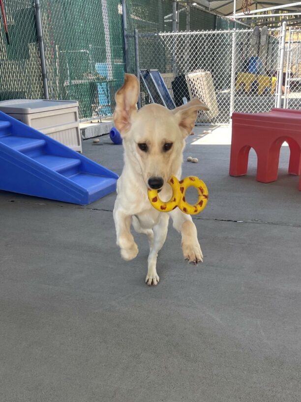 Marley is pictured running towards the camera in community run. He is holding a yellow and red figure 8 goughnut toy in his mouth as his front legs are suspended off the ground and his ears are flapping in the wind.