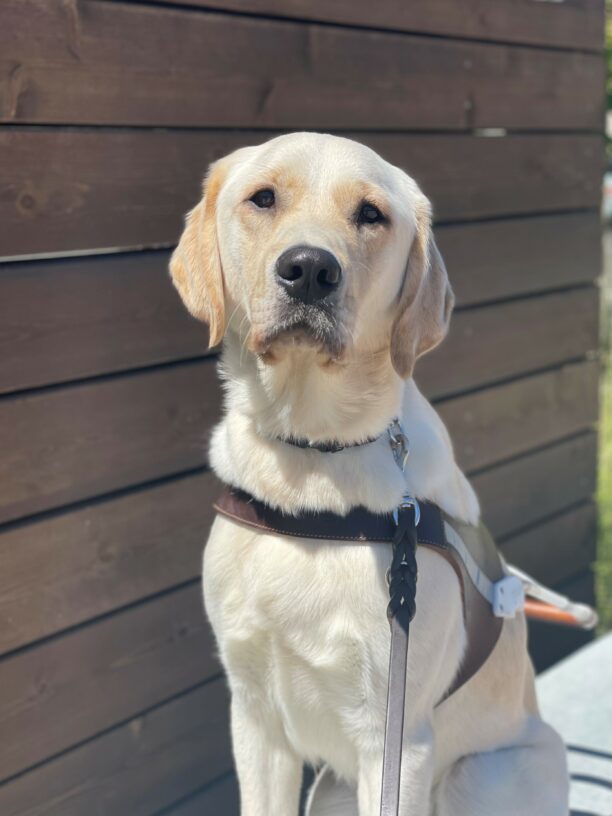 Marley is sitting in harness staring intently at the camera with his ears perked. Behind him is a wooden wall on the San Rafael campus.