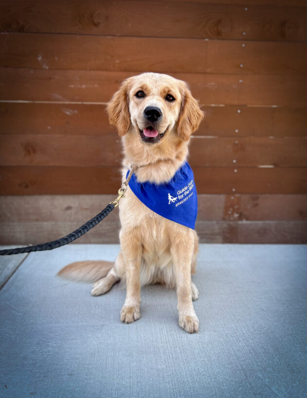 Yellow Labrador / Golden Retriever cross Mindy sits on a sidewalk in front of a wooden fence. She is wearing a blue scarf with the Guide Dogs for the Blind logo that reads Breeder Dog. She is looking at the camera with a smile on her face.