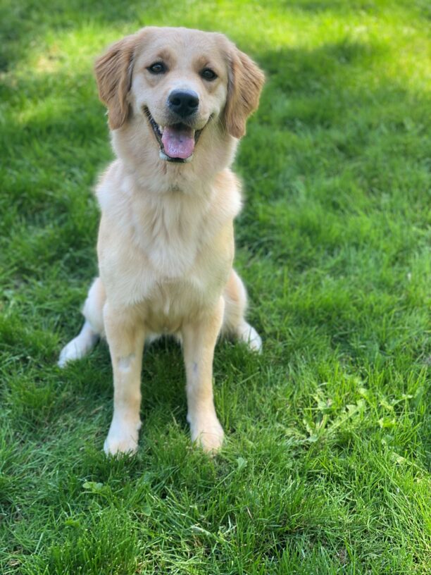 Mindy, an adorable, petite golden/cross is sitting in some grass, with her mouth agape, she is staring at the camera intently, hoping for a snack.