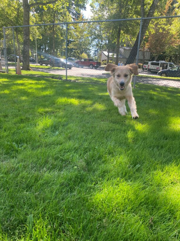 Mindy, an adorable, petite golden/cross is racing around in one of the grassy areas on the Oregon Campus.  Her ears are flopped up in the air and her front paws are lifted off the ground.
