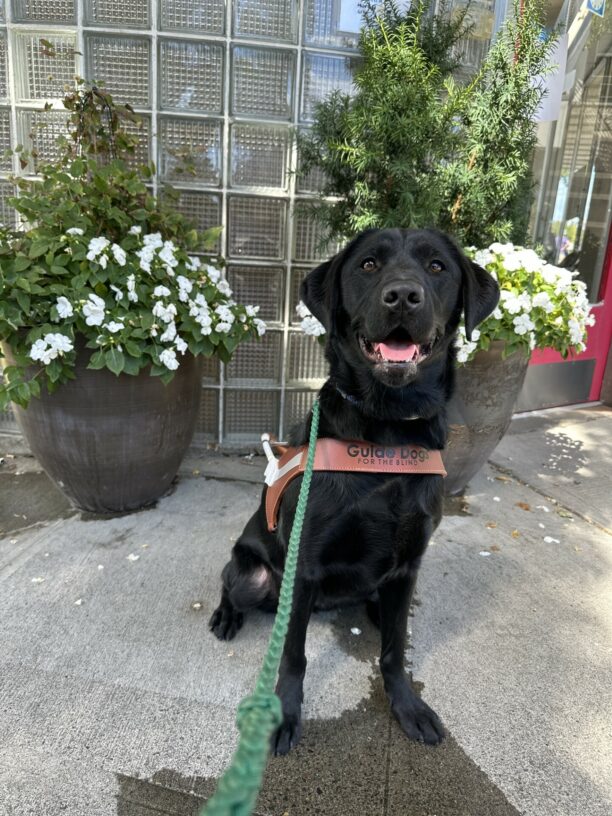Porsche, a female black lab, is sitting on a cement sidewalk in front of two flower pots with white flowers in them. Behind the pots is a tiled glass wall. Porsche is smiling and looking at the camera.