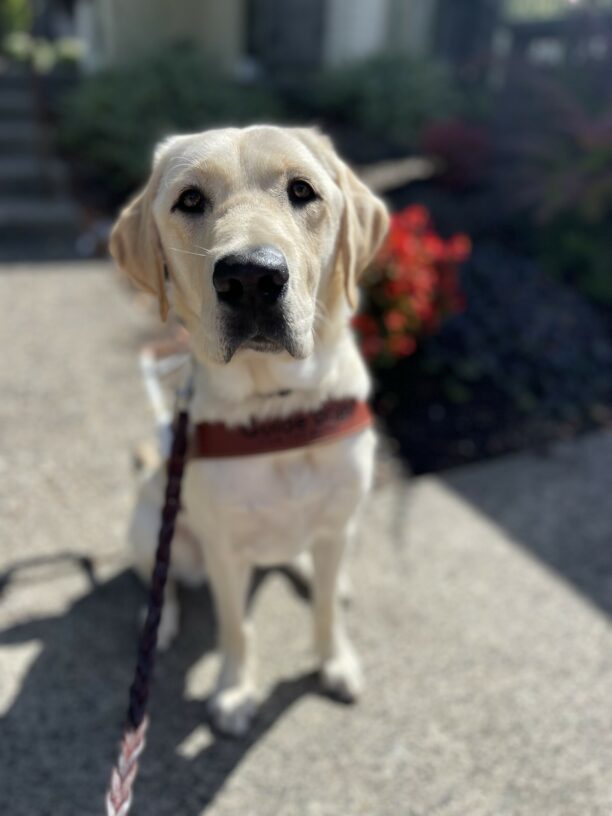 Prancer, a male yellow Labrador retriever, sits in harness on the sidewalk. Behind him is a bush full of red flowers.