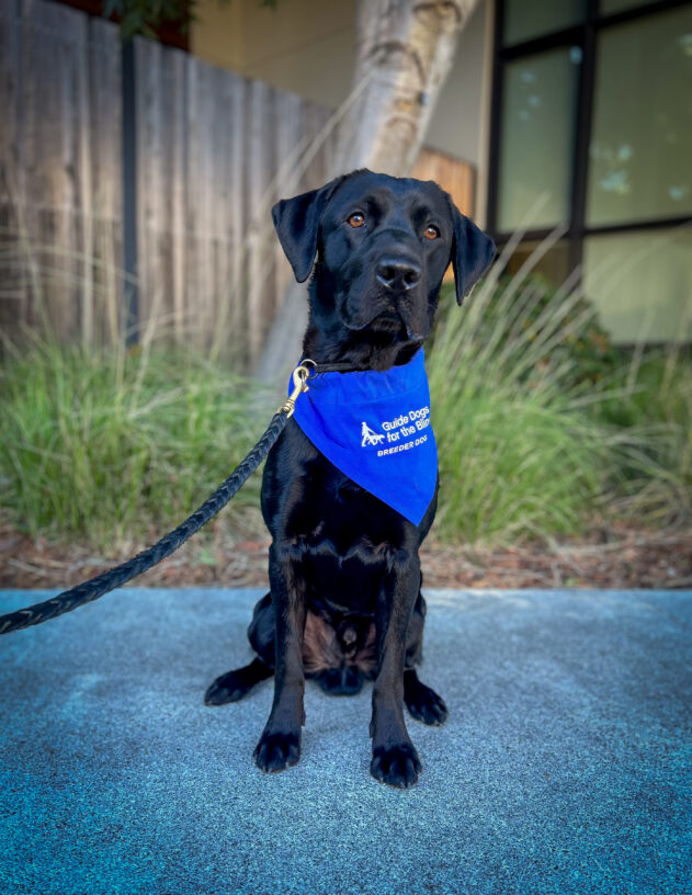 Black Labrador Retriever Skywalker sits on a sidewalk with green bushes and a tree behind him wearing his blue GDB breeder scarf.
