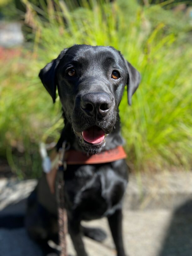 Sulu sits in front of green bushy grasses in his guide dog harness. He is focused on his handler with his mouth slightly open and pink tongue showing.
