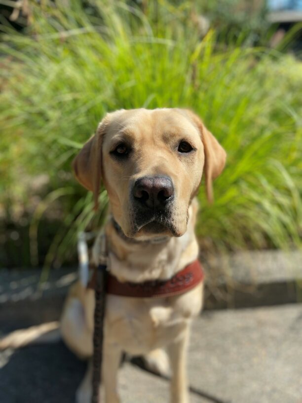 Talina sits in front of some green, bushy grasses in her guide dog harness. She is very focused as she looks on at her hander.
