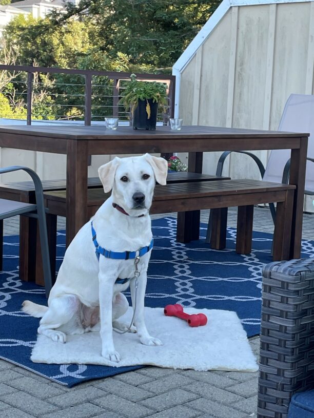 Yellow Lab Versailles is sitting on a fleece pad facing the camera in a backyard. She is wearing a blue sensation harness.