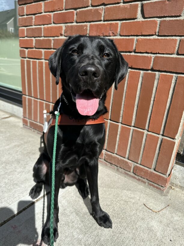 Victory, a male black lab, sits on a cement sidewalk in front of a red brick building. He is wearing his brown guide dog harness and is smiling.