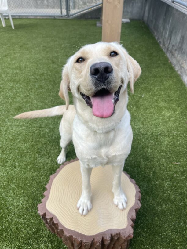 Volley, a female yellow Labrador retriever, stands on a fake tree stump in the grassy area. She has her front two paws on the stump and a big smile on her face. She has her tongue sticking out and you can see her tail wagging.