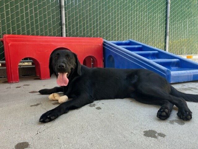 Windsong lays down, panting in community run. She looks like she just finished a fun play session. There are large colorful toy structures behind her and a Nylabone in between her front legs.