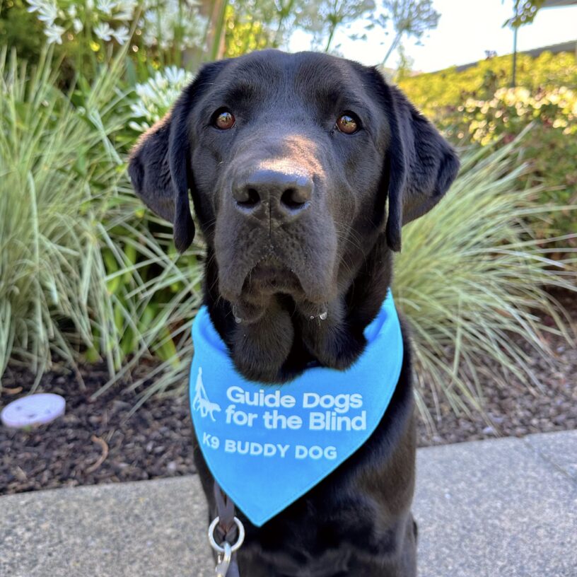 Black Labrador Woody sits on the sidewalk with green plants behind him. He is wearing a blue scarf with the Guide Dogs for the Blind logo and says K9 Buddy Dog.