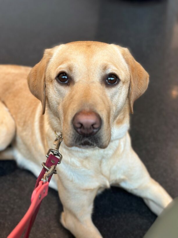 Female yellow Labrador Retriever, Caramel, lays on the ground looking up at the camera with a soft facial expression. The floor behind her is black and shiny and there is a pink leach attached to her collar.