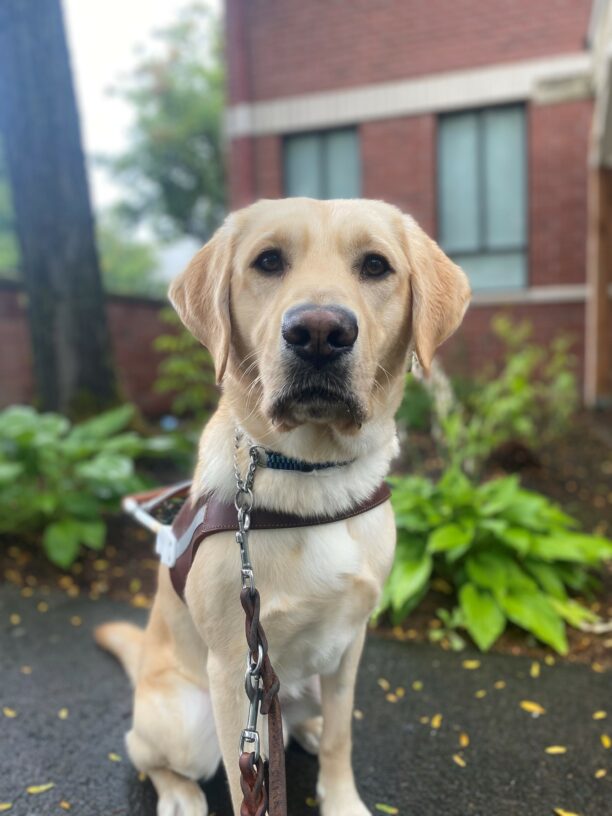 Male yellow lab Conover sits on a sidewalk in his GDB harness, looking at the camera. He sits in front of a flower bed of green plants.