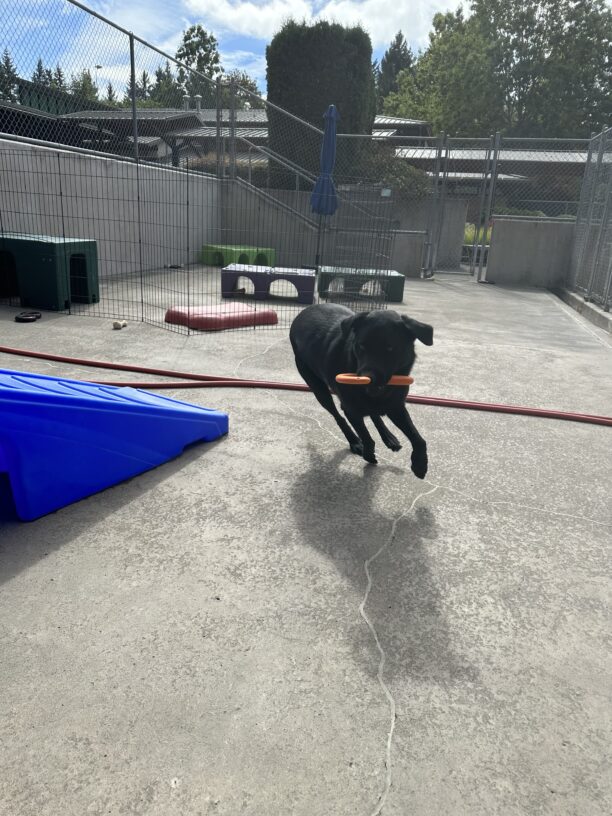 black lab, Princeton, frolicking in community run with an orange S shaped tug toy