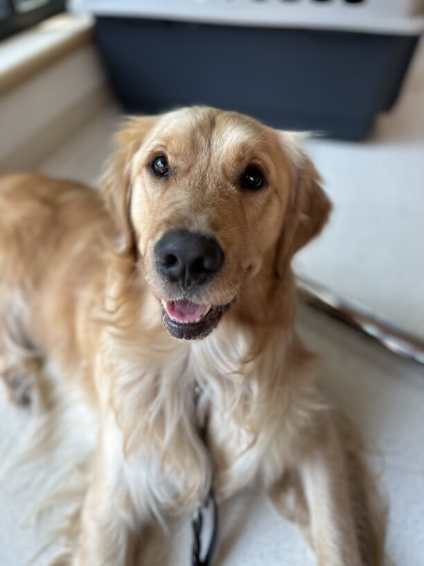 Jigsaw, a male golden retriever, lays in an office setting. His mouth is slightly open, and he is looking into the camera, the light catching in his brown eyes.