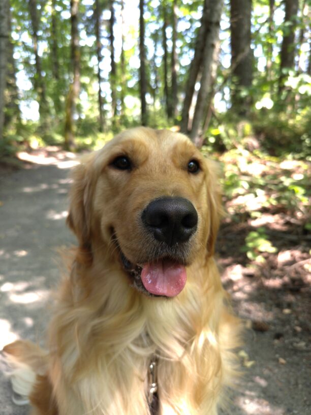 Jigsaw, a male golden retriever, is on a wooded path with filtered light coming through the trees behind him. His tongue is sticking partway out, and he is looking off slightly to the right of the frame.
