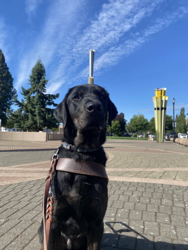 Male brindle black lab Narwhal sits in a public plaza in his GDB harness, looking at the camera. A tower statue behind him gives a perspective that looks like he has the tusk of a narwhal whale.