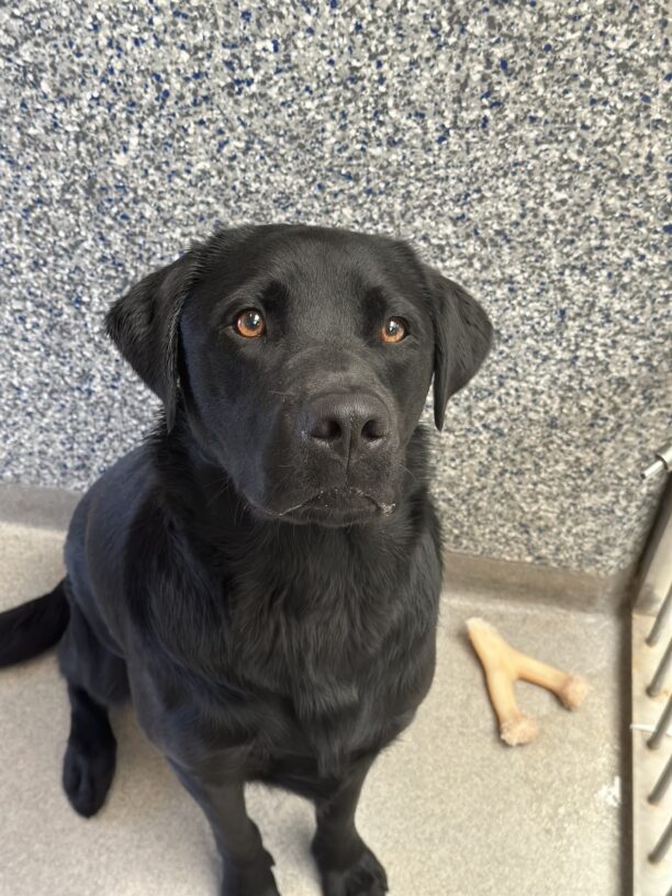 black lab, Princeton, looking up at the camera with big orange eyes in a portrait style picture
