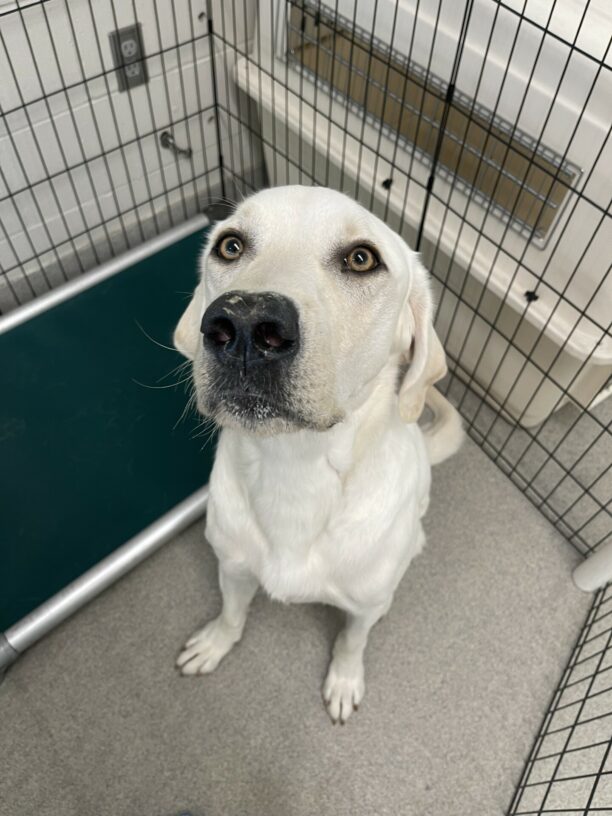 Kendrick is sitting next to a green bed in the kennel. He is looking at the camera with his ears down.