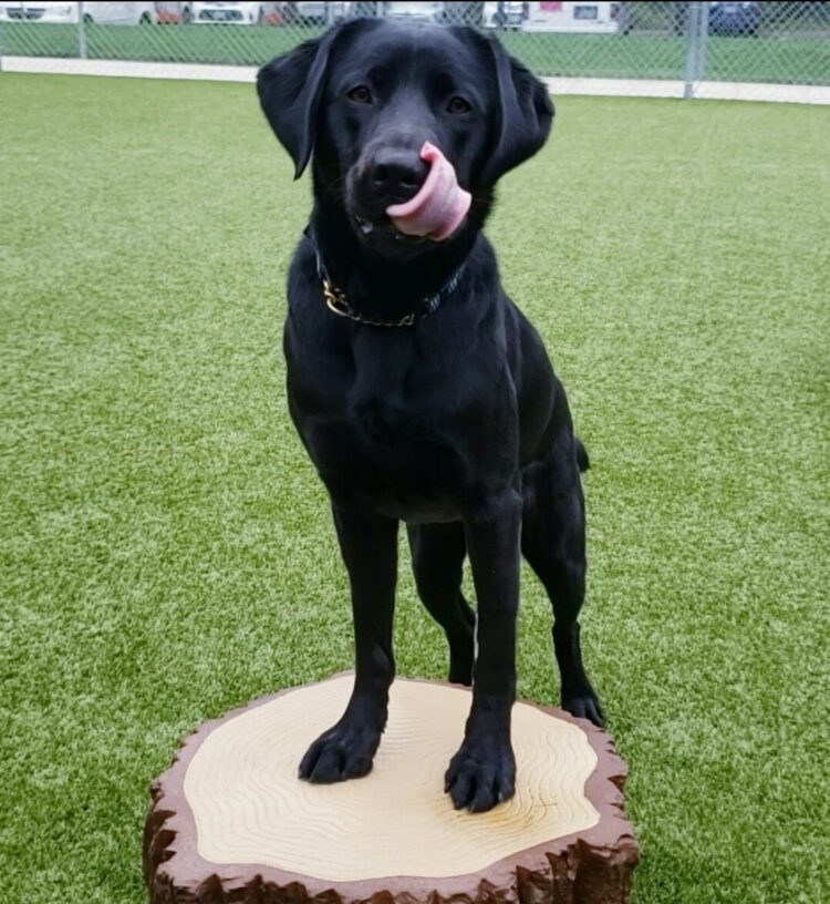 Sylvie is in the free run area on the Oregon Campus. She has her front feet on a stump. She's facing the camera and licking her jowls as I reach into my bait bag (Off camera).