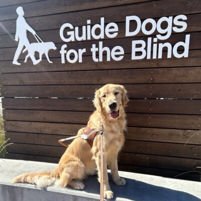 Ford is wearing a guide dog harness and sitting on a concrete bench. Behind him is a wooden accent wall with the GDB logo on it.