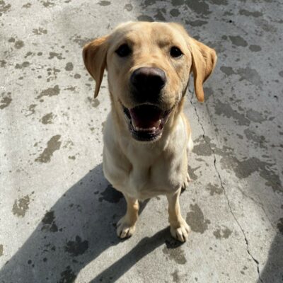 Al a male, yellow lab sits facing the camera, an open mouth smile on his face. There ground around him is covered in wet paw prints.