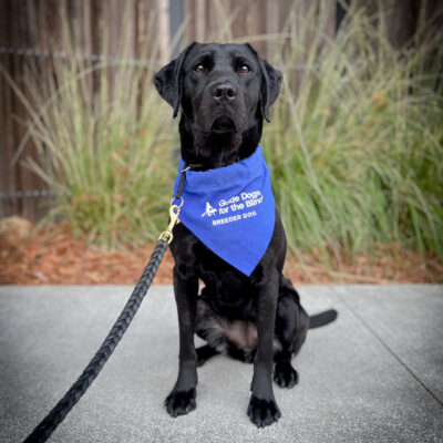 Petite black Lab Avani sits on a sidewalk in front of a wooden fence wearing her blue breeder scarf