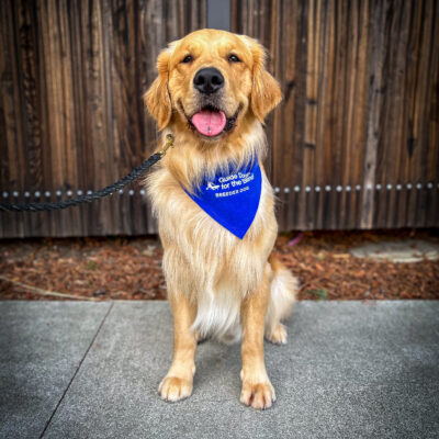Handsome Golden Retriever Chipper sits on a sidewalk in front of a wooden fence wearing his blue breeder scarf.