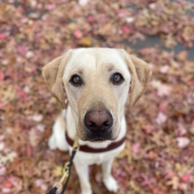 Yellow lab, Dave, sits in a pile of red and orange leaves. He is wearing his harness and looking into the camera seriously.