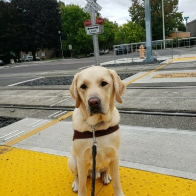Brian is in Gresham, OR. He's wearing his harness and sitting on truncated domes. In the background, there are two sets of tracks and a railroad crossing sign.