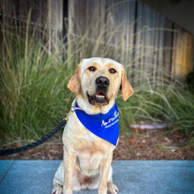 Yellow Labrador Beauty sits on a sidewalk in front of a wooden fence and green plants. She is wearing a blue scarf with the Guide Dogs for the Blind logo that reads Breeder Dog. She is looking at the camera with her mouth slightly open.