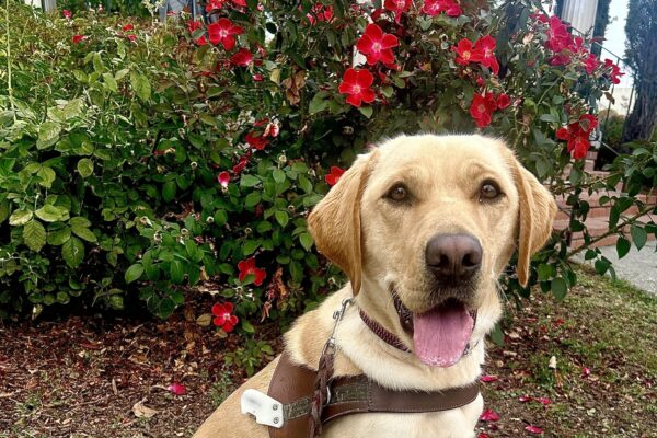 Glam is sitting in front of a bush with red flowers wearing a guide dog harness.