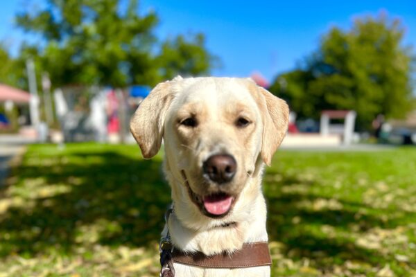 Judy sits facing the camera, wearing her guide dog harness. A grassy park with autumn leaves serve as the background.