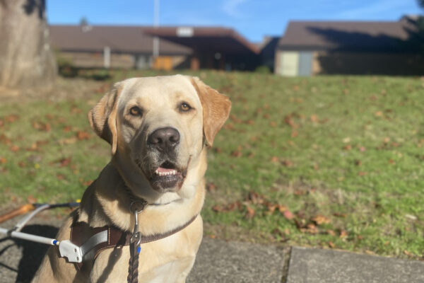 Female yellow lab, Debut, sits on a sidewalk in her GDB harness. She smiles at the camera with an open mouth. A grassy area and elementary school are out of focus in the background.