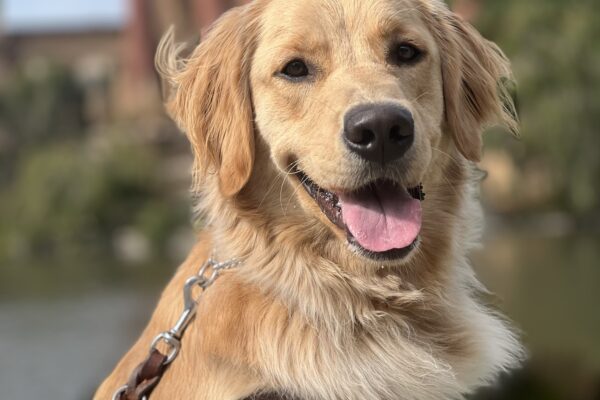 Mister proudly wears his harness and sits for a photo. The palace of fine arts in the background is blurred out making him the focus of the photo.