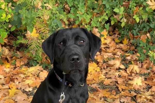 Hyacinth sits perfectly on a trail, surrounded by yellow fall leaves and with green bushes behind her. She stares into the camera with her beautiful brown eyes.