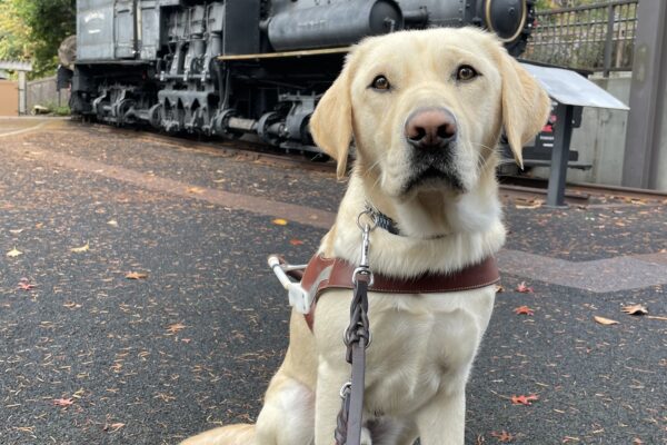 Proton sits in harness looking straight at the camera; behind him is an old timber-hauling locomotive.
