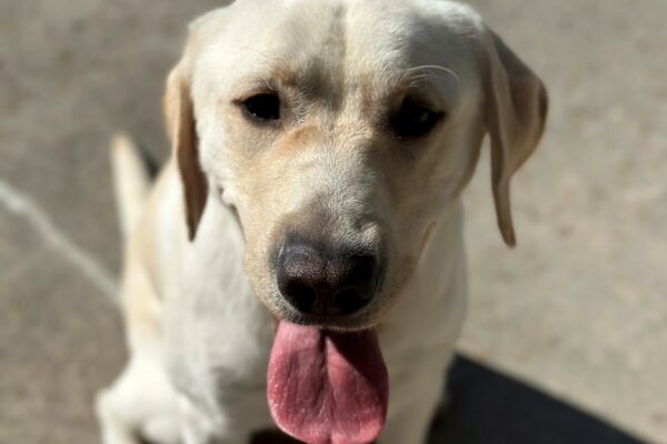 A portrait of Edgar, a male yellow Labrador Retriever with the concrete ground of the community run area as the background. He is sitting and his tongue is out.
