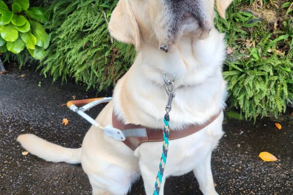 Jack is proudly wearing his GDB harness while sitting in front of a wall covered in lush green plants.