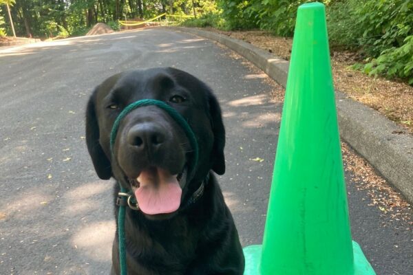 Happy Black Labrador Retriever, Waverly, sits on a pathway on the OR campus, outlined by lush green trees. Waverly has her green head collar on as she sits next to a tall lime green traffic cone. Waverly sits proudly looking into the camera as if she choreographed this picture herself with perfect complimenting green colors.