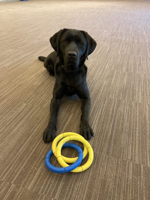 Rosa is laying down in a large carpeted room with a yellow and blue tug 3 ring toy in front of her feet.