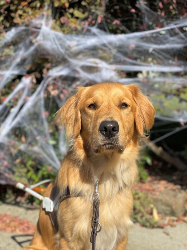 Bayou, a male long coated lab/golden retriever cross, sits in front of green shrubbery covered in faux spider webs. He is wearing a leather harness and looking directly at the camera.