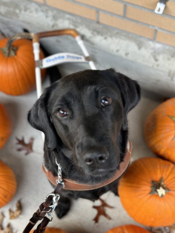 Black Lab Freya sits on cement amidst orange pumpkins and brown oak leaves in a top down view. She is wearing a leather guide dog harness.