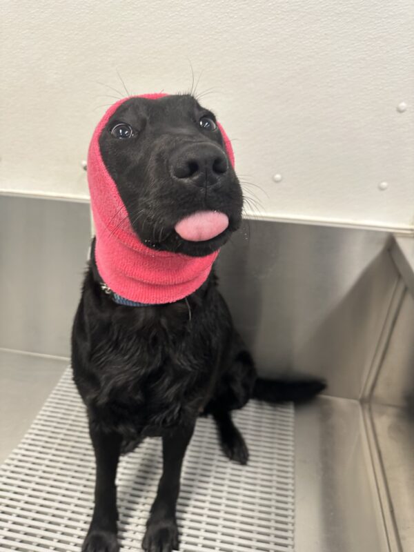 Black Lab Freya sits in a grooming area on the Oregon Campus wearing a hot pink snood over her ears prior to getting a blow out after a bath. Her pink tongue is peeking out.
