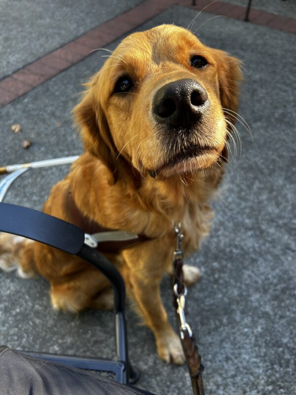 BettyRose is sitting next to a chair in her harness looking right up at the camera